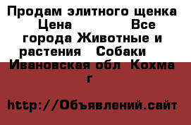 Продам элитного щенка › Цена ­ 30 000 - Все города Животные и растения » Собаки   . Ивановская обл.,Кохма г.